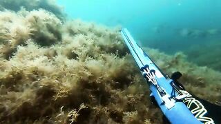 С нормальной рыбой в Черном море все оказалось сложнее, чем это выглядит со стороны