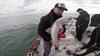 Ранний черный лещ на рифе Кингмер у Британии