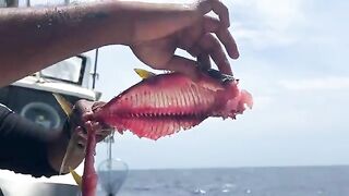 Рыбалка на Окинаве у искусственного рифа: ночь на лодке и тунец