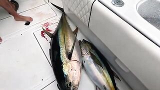 Рыбалка в Панаме у Коибы: три дня и тунец на 100 фунтов