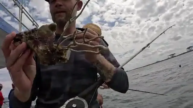 65 долларов и 100 футов под лодкой - рыбалка в Флориде на headboat