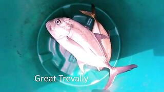 Секретный риф у Zuari - рыбалка на Гоа с лодки по GT