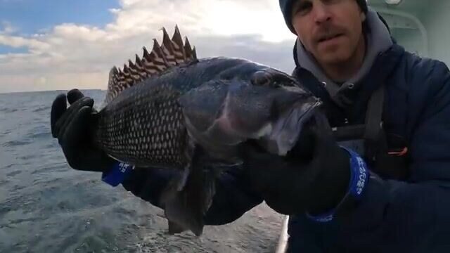 Рыбалка в Нью-Йорке на Viking Starship: Block Island, seabass и tautog