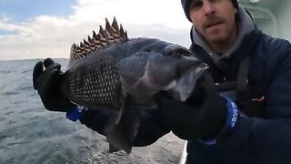 Рыбалка в Нью-Йорке на Viking Starship: Block Island, seabass и tautog