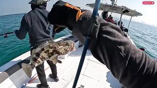 Kingfish и hamour: рыбалка в Абу-Даби с катера на глубокой воде