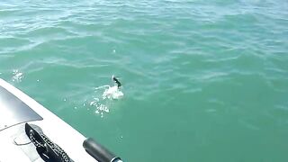 Немецкая балка с ПВХ 360 - рыбалка в Севастополе в отвес