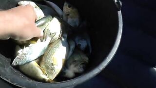 Немецкая балка с ПВХ 360 - рыбалка в Севастополе в отвес