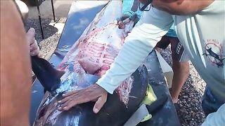 Ла-Пас за 3 часа: рыбалка в Мексике по blue marlin