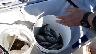 Одиссей 530 и смарида: рыбалка в Крыму с катера