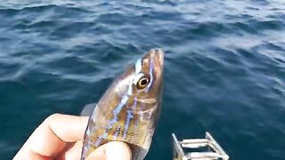 Одиссей 530 и смарида: рыбалка в Крыму с катера