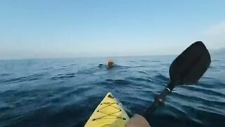 Каяк, катран и дельфины - рыбалка в Лазаревском на море