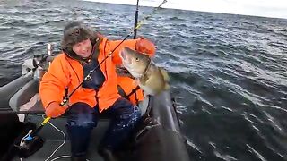 Пилкер 400 г и треска - рыбалка на Баренцевом море