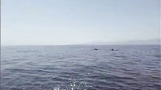 Team 4H2O и дорадо - рыбалка в Мексике у Ла-Пас