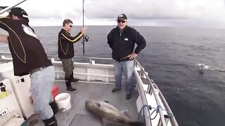 Vixen и samson fish 25 кг - рыбалка в Австралии у Marion Bay