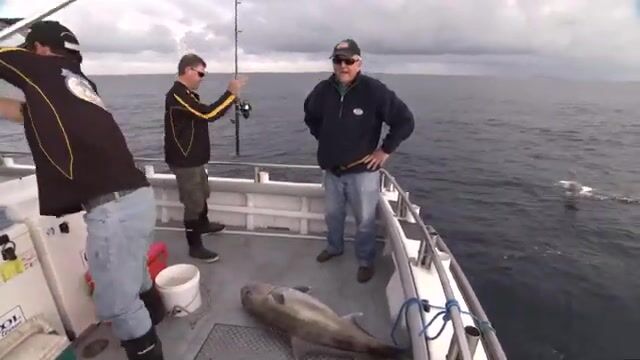 Vixen и samson fish 25 кг - рыбалка в Австралии у Marion Bay