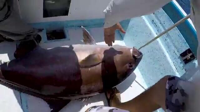 Amberjack и possible record - рыбалка в Мексике у La Ventana
