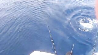 White marlin chaos - морская рыбалка в Марокко с offshore лодки