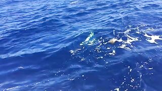 Согнутая палка у Santa Elena - рыбалка в Доминикане на троллинг