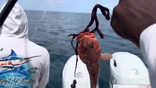 После шторма у Нассау - рыбалка на Багамах с Y Knot