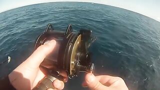 Кальмар, сардина и pearl perch - морская рыбалка в Австралии у Голд-Коста