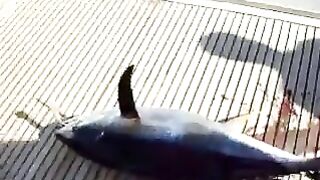 Помощь у борта и большой тунец - рыбалка в Красном море в Египте