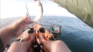 Акула рядом с Hobie Outback - рыбалка во Флориде с каяка