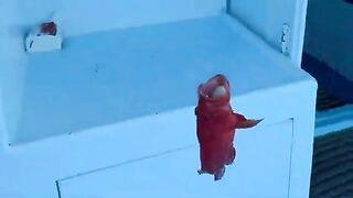 Двухэтажный борт из Чалонга: морская рыбалка на Пхукете