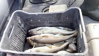 Из Костромы в Териберку за треской - рыбалка на треску на Баренцевом море