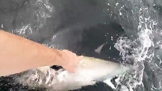 Spreader bars, живец и релиз bluefin - рыбалка в Англии