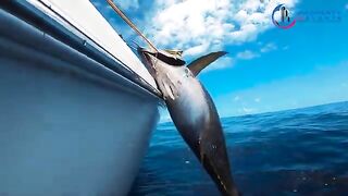 Аутриггеры, чайка и ранний выход - морская рыбалка в Алании