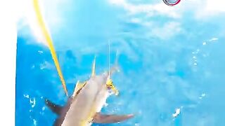 Аутриггеры, чайка и ранний выход - морская рыбалка в Алании