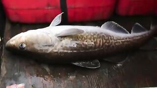 Палтус на 40 м у Итурупа - рыбалка в Тихом океане