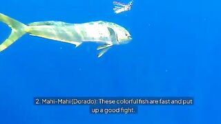 Рыбалка в США: первый глубоководный чартер с троллингом и донкой