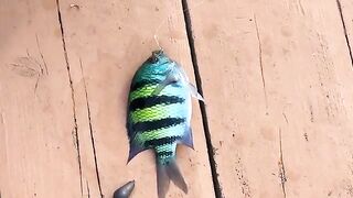 Рыбалка на Окинаве с плавучей платформы: 3 часа, сабики и кальмар