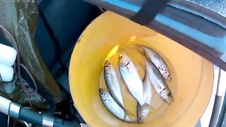 За луфарем из Алушты - рыбалка на Черном море с лодки ПВХ