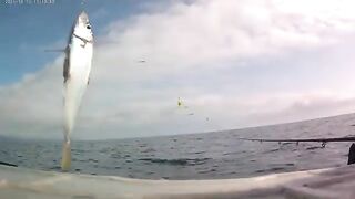 За луфарем из Алушты - рыбалка на Черном море с лодки ПВХ