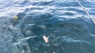 Палтус и треска на 300-350 футов - рыбалка на Аляске из Кетчикана