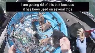 Из Berkeley Marina за крабом и палтусом: рыбалка в Калифорнии