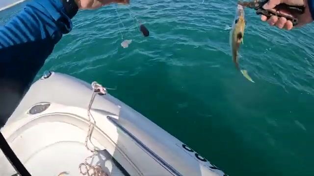 Queenfish у подсака - рыбалка в Абу-Даби с катера утром