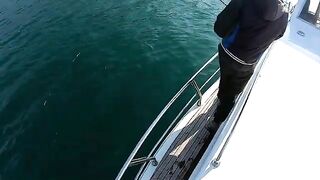 Ставридка, мерланг и шкара после выхода - рыбалка с катера в Балаклаве