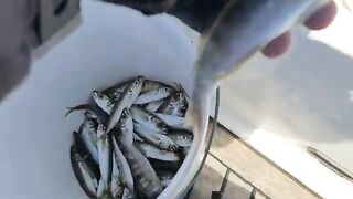 Ставридка, мерланг и шкара после выхода - рыбалка с катера в Балаклаве