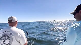 Fluke, porgy и частный чартер у Long Island - рыбалка в Нью-Йорке