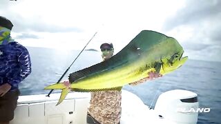 Сначала dorado, потом десять tuna - рыбалка в Панаме в 60 милях от берега