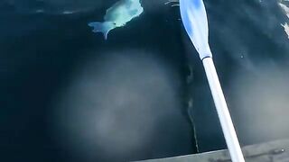 Турнирный день и big fish на каяке - рыбалка в Новой Зеландии у Короманделя