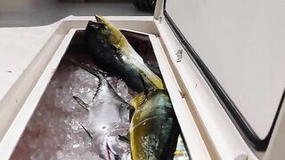 Лобстер, snapper и tuna за один день - рыбалка в Флориде на Флорида-Кис