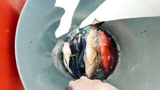 Сначала маршрут, потом тунец и сашими - рыбалка на Пхукете