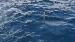 Лодка, улов и обед на воде - рыбалка в Нячанге