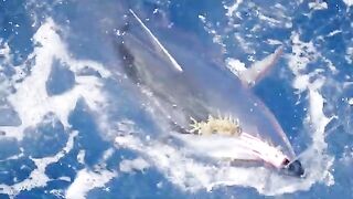 Три blue marlin и mahi на ужин - рыбалка на марлина в Доминикане