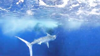 Три blue marlin и mahi на ужин - рыбалка на марлина в Доминикане