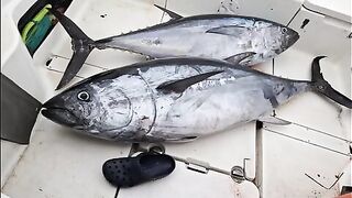 Итуруп и тихоокеанский bluefin - рыбалка в Тихом океане с лодки